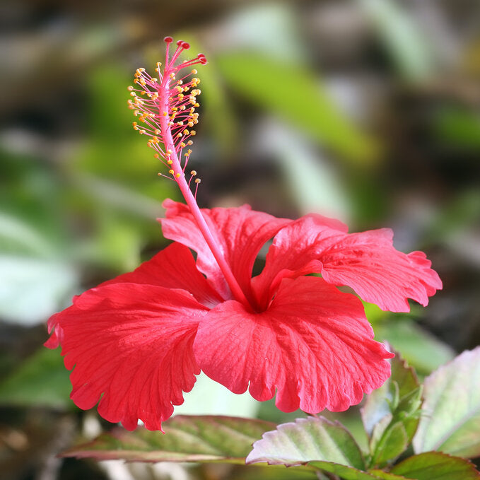 Sea Moss Gel With Hibiscus & Ginger