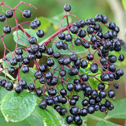 Elderberry Sea Moss Gel